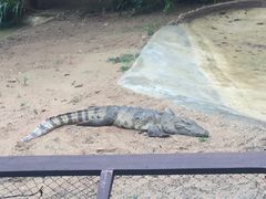 -清迈夜间动物园