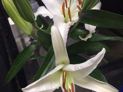 -果唯伊(共和新路店)