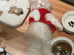 -袖虎·猫馆(体育西路店)