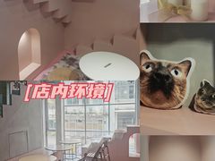 -猫儿山۰猫主题餐厅