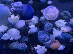 -芜湖新华联大白鲸海洋公园