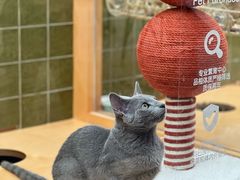 -帕帕拉兹宠物(亚洲旗舰店)