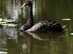-墨尔本皇家植物园