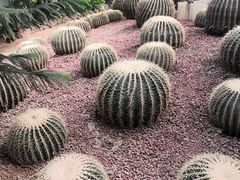 -呀路古热带植物园