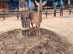 -祥源·阜阳生态乐园