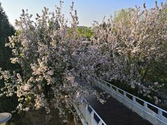 -大兴滨河森林公园