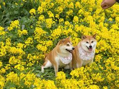 -三圣花乡旅游区