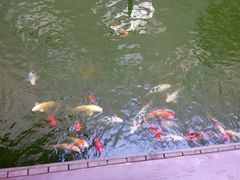 楼顶花园-西安阳光国际大酒店(西安火车站五路口地铁站店)
