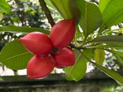 -广州神农草堂中医药博物馆