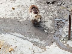 -哈尔滨北方森林动物园