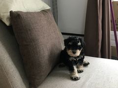 -翊宠yipet猫狗购宠庄园犬舍•猫舍