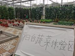 -上海都市菜园
