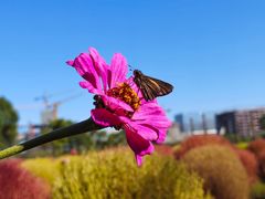 -春花秋色城市公园