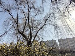 -木塔寺遗址生态公园