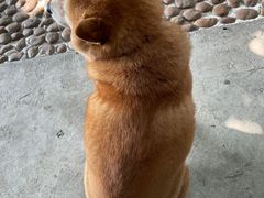 -柴犬高等学院·狗咖·柴犬售卖·宠物训练