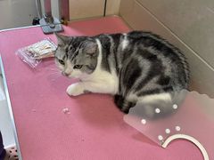 -北京观赏动物医院·24小时大型综合·猫专科·异宠专科