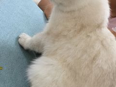 -鼓捣猫呢主题猫咖店