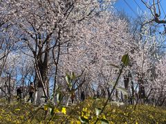 -桃花堤公园
