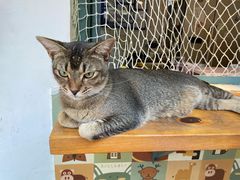 -喵屿·大理花园猫咖