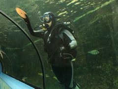 -悉尼海洋生物水族馆