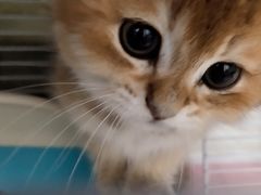 -屋虎猫馆(宝安大仟里店)