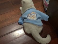 -艾贝尔宠物医院 ·中兽医·宠保定点(北门桥店)