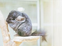-藦茜花园宠物主题亲子互动体验馆(国顺东路店)
