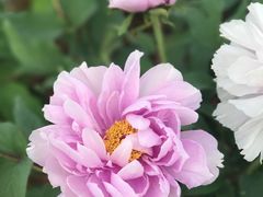 -竹吟山房