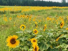 -汉长安城未央宫国家考古遗址公园