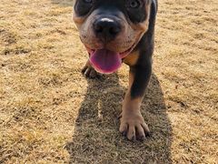-趣玩宠物乐园寄养训犬训狗游泳池