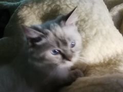 -Bastet sally猫舍购宠(静安店)