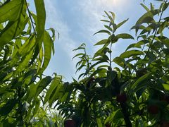 -前小桔亲子创意农场·草莓采摘·露营烧烤