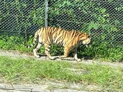-深圳野生动物园