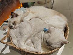 -怪兽屋·羊驼·猫咖·狗咖(俊华广场店)