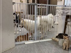 -共舞时光猫咖·狗咖(新街口店)