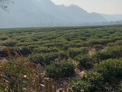 -中国茶叶博物馆(双峰馆区)