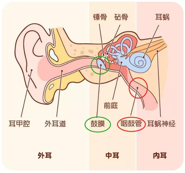 鼓膜详解图图片