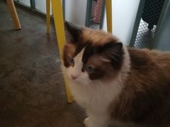 -喵屿·大理花园猫咖