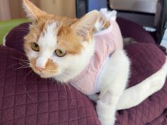 -北京派仕佳德动物医院·超导核磁·CT·神经科·骨科·内外科·急重症管理中心