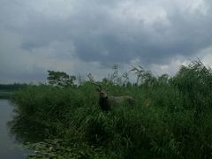 -溱湖国家湿地公园