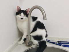 -伟伟宠物医院·瑞派猫友好医院·猫科(光谷店)
