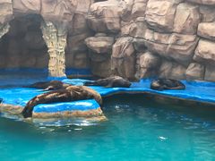 -华夏文旅海洋公园