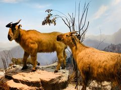 -陕西自然博物馆