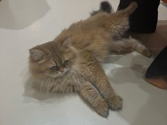 -三花喵·撸猫购宠·宠物生活馆(虹桥南丰城店)