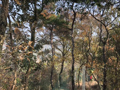 -宝界山林公园