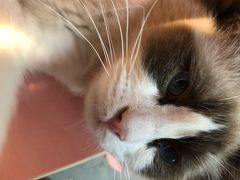 -喵屿·大理花园猫咖