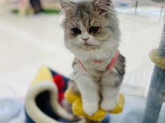 -COLOR PETS 撸猫馆·购猫·猫咖(长风大悦城店)