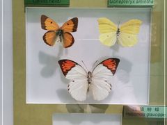 -上海昆虫博物馆