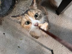 红椒闻鸡-吉事利茶餐厅