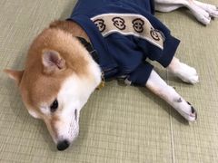 -逗柴咖啡屋·狗咖猫咖宠物桌游